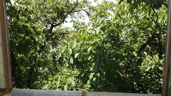 The view fro the balcony. The trees fortunately block the cemetery which is right behind them.