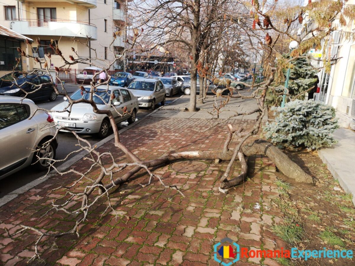 Tree in the middle of the road