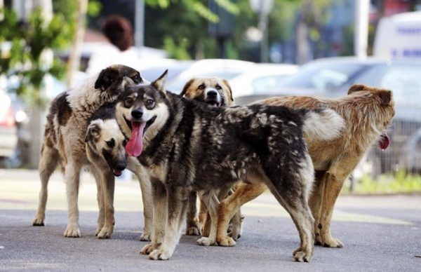 stray dogs in Romania
