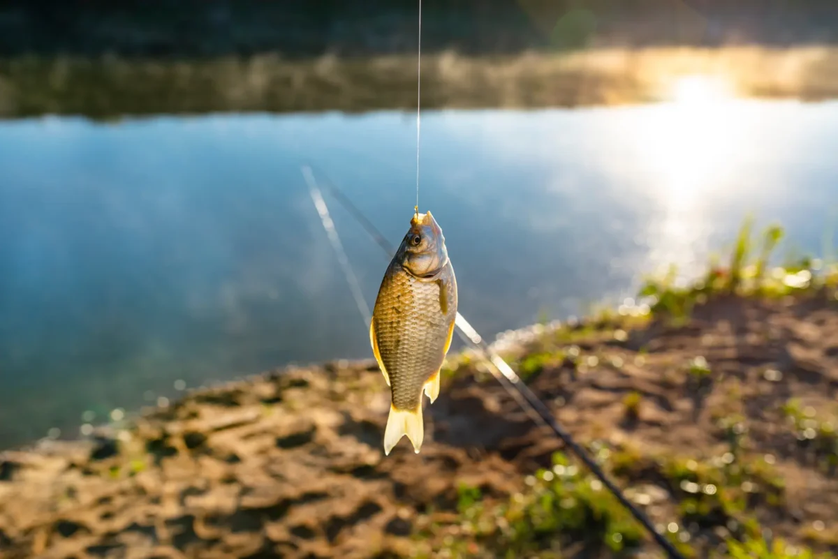 Fishing on the Danube