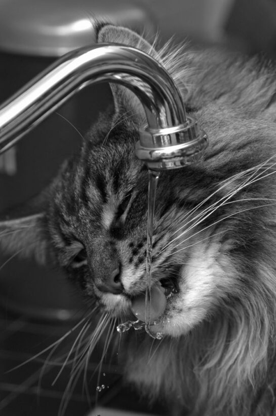 drinking tap water in Romania