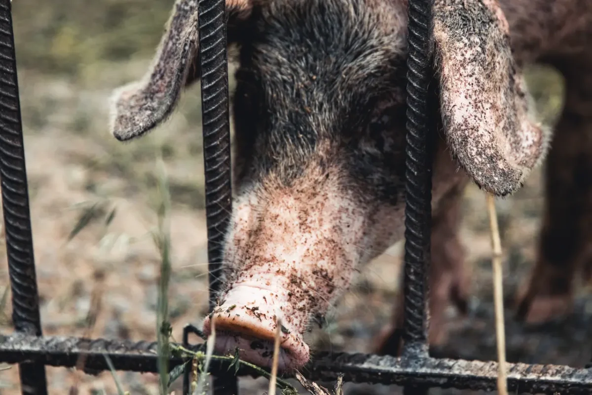 photo of a pig