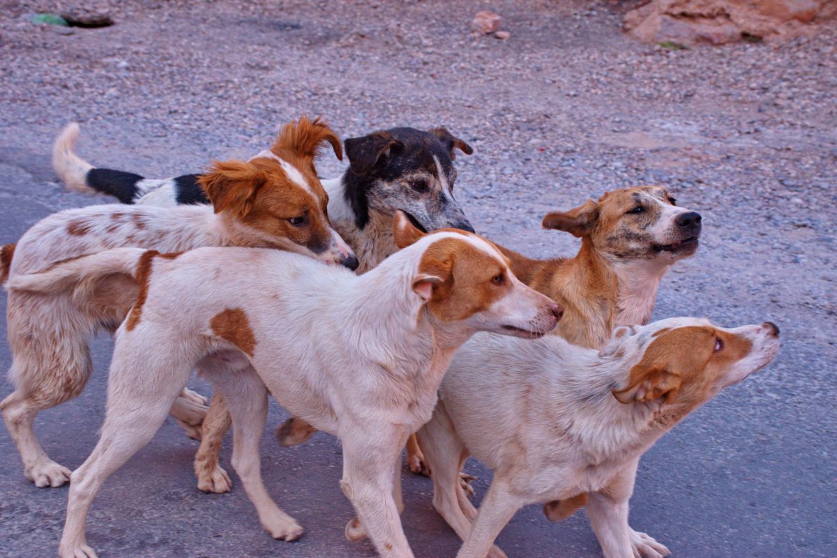 group of Romanian stray dogs