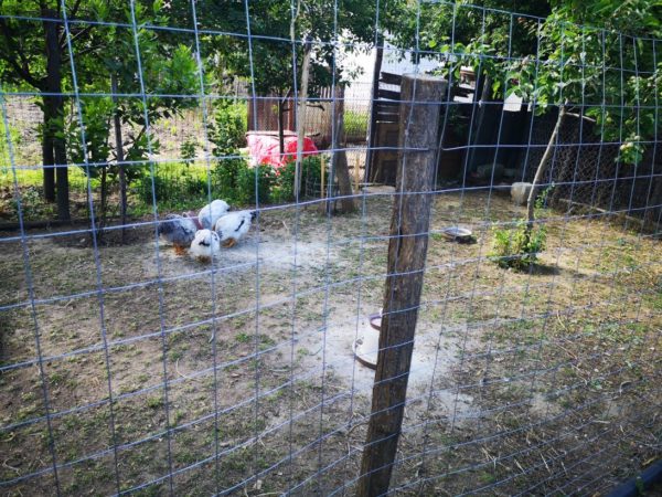 Rural Romania Chicken