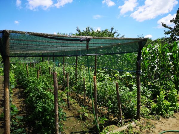 Rural Romania: Vegetable Garden