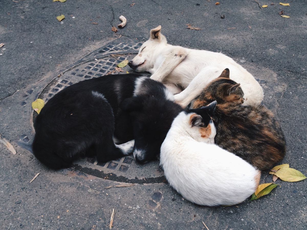 stray dogs and cats