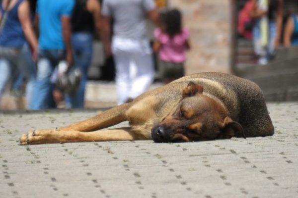 Stray Dogs in Romania