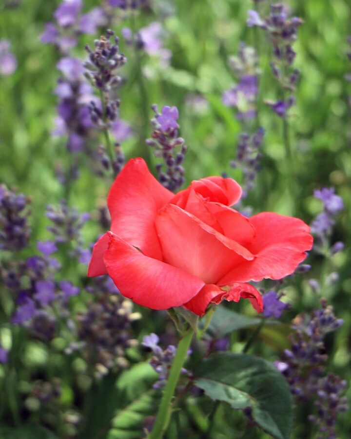 Photo of a flower in the botanical garden in Bucharest