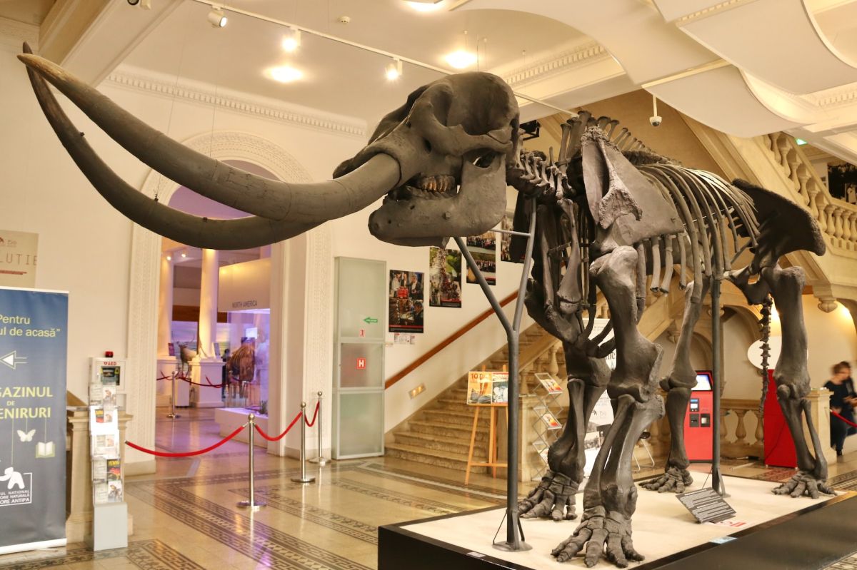 Photo of a mammoth skeleton at Grigore Antipa Museum in Bucharest