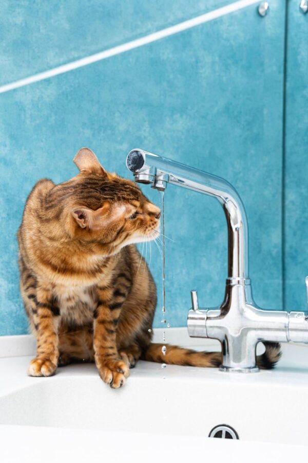 cat drinking tap water in Romania