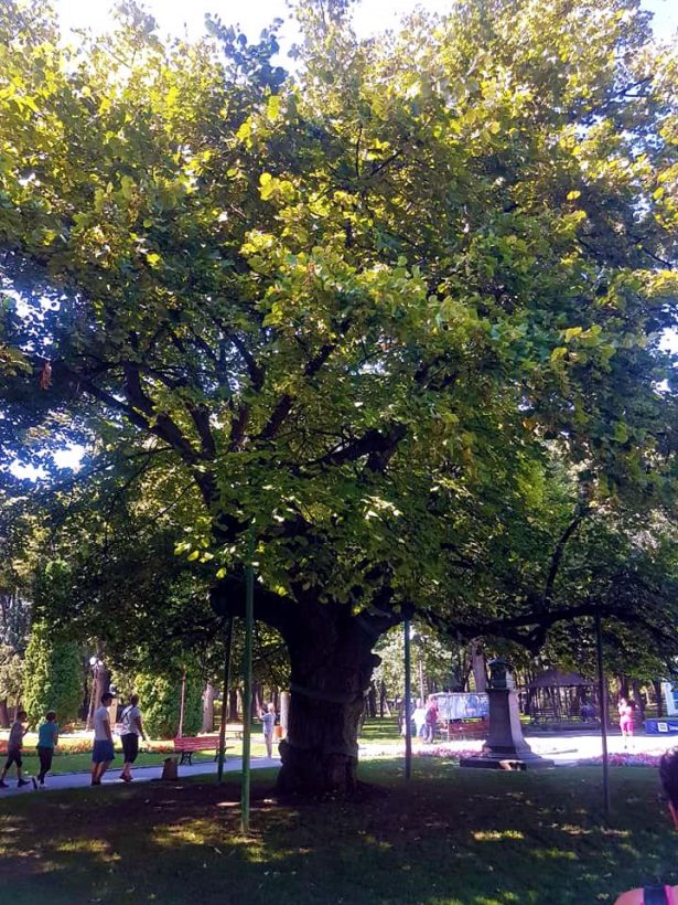 Eminescu's Linden tree in Copou Park