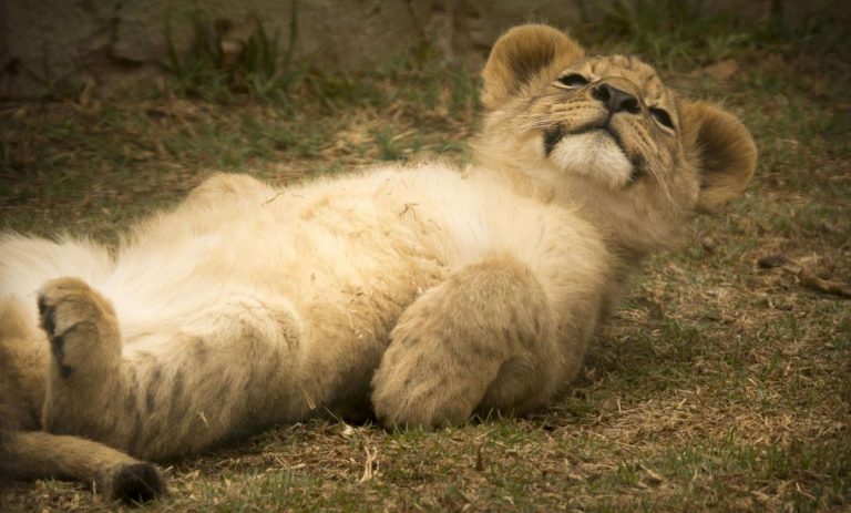 lion cub timisoara zoo