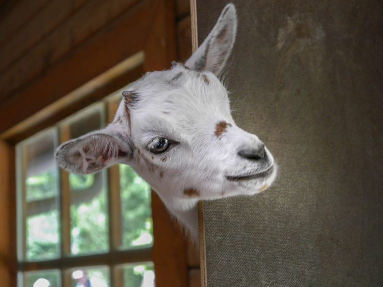 petting zoo iasi