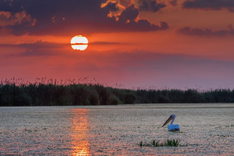 danube delta in summer