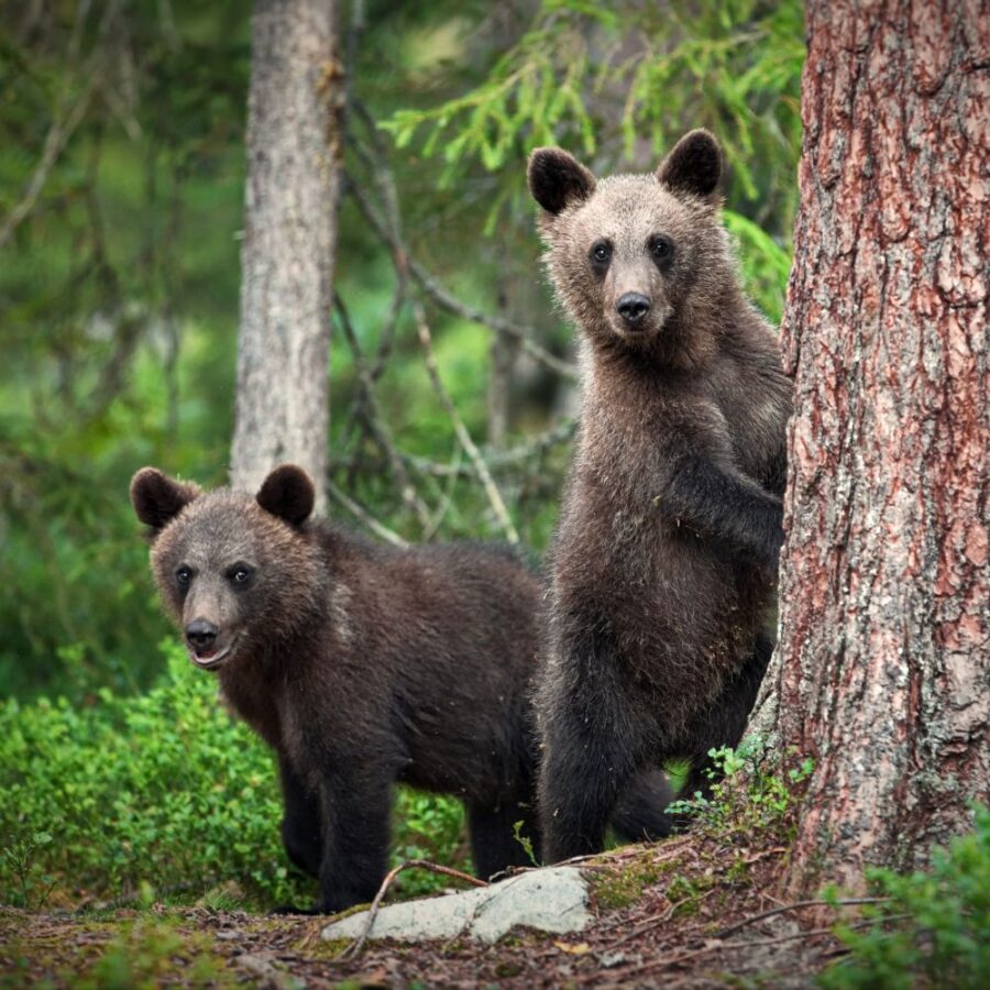 visiting the bear Sanctuary