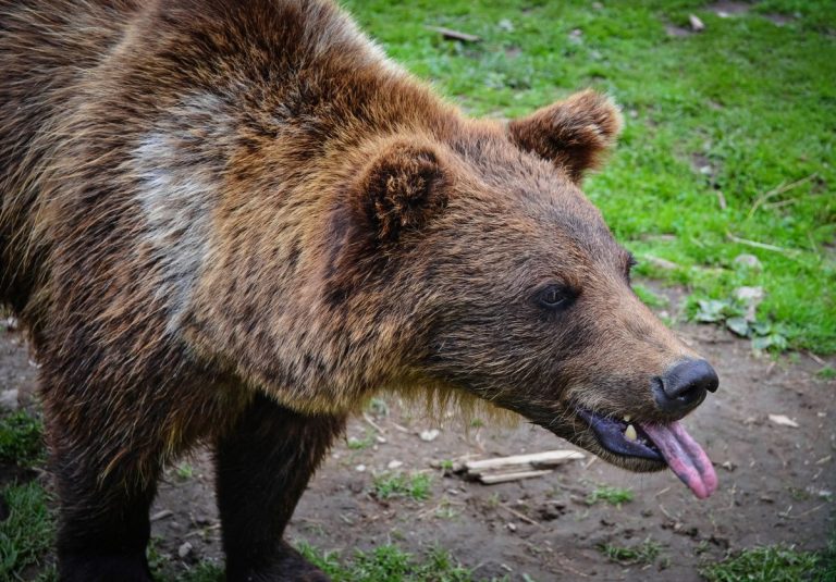 are brown bears in romania dangerous