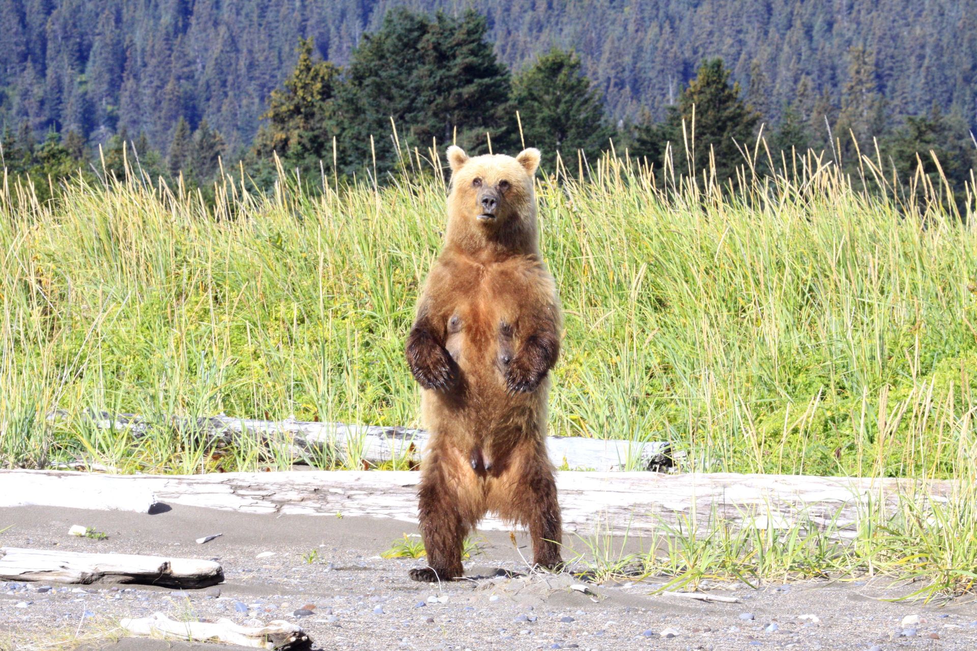 bears in Romania