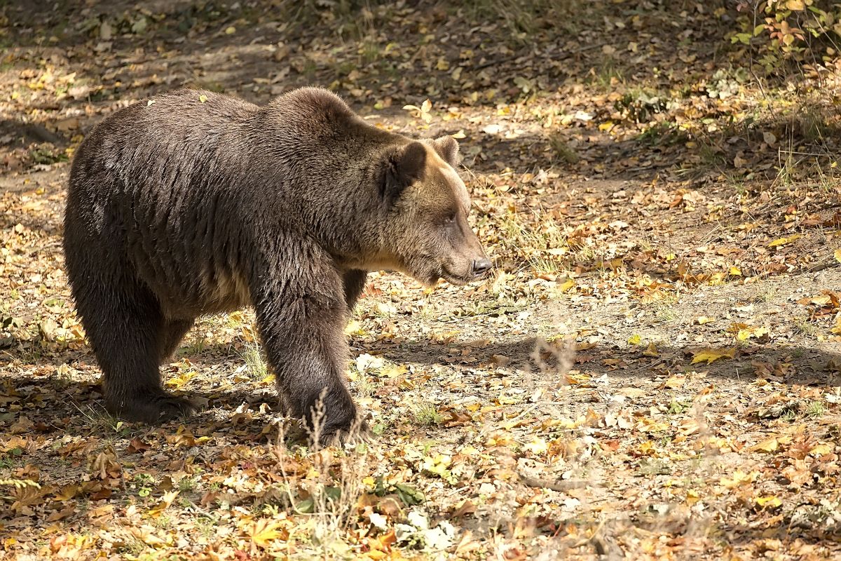 brown bears in Romania