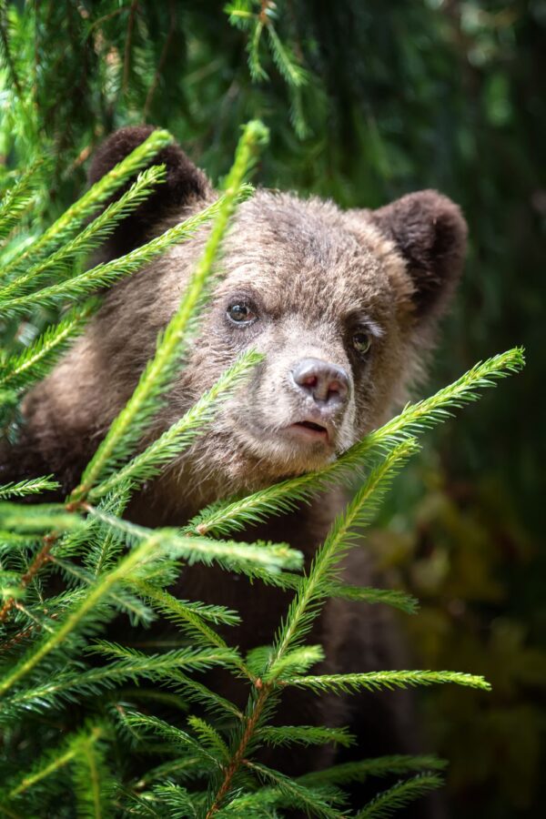 cub of bear in a forest