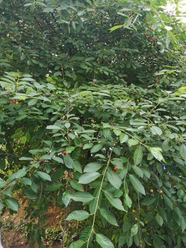 cherry tree in front of the window