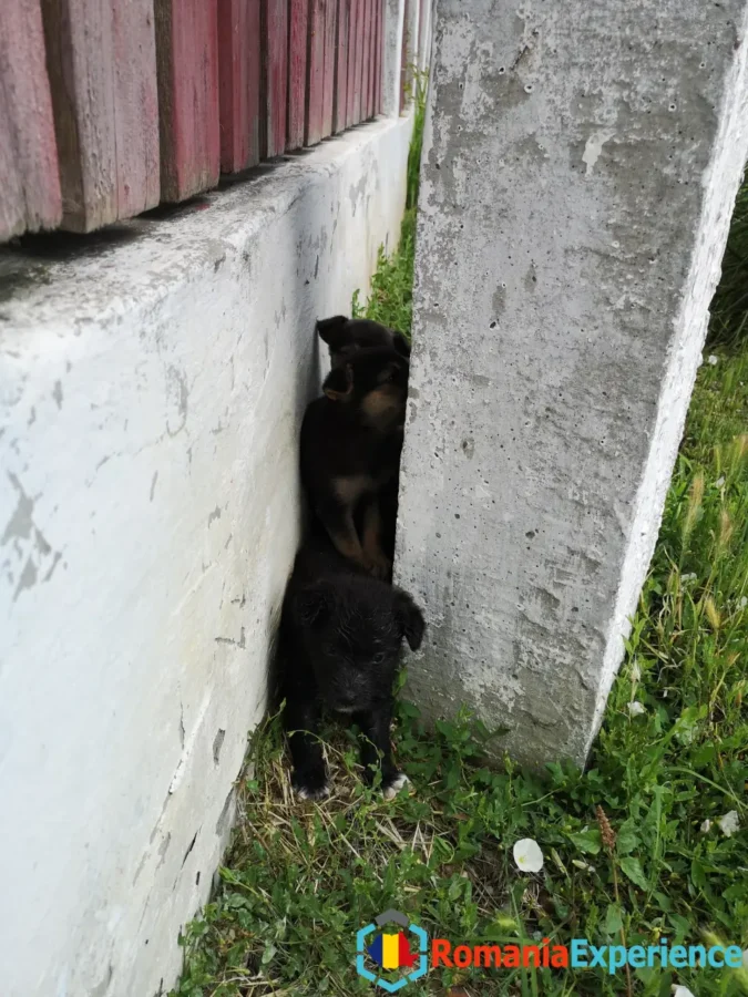 Abandoned puppies near our home