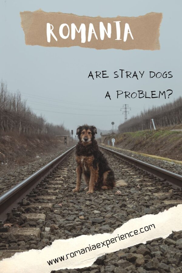 Romania - Are Stray Dogs a Problem