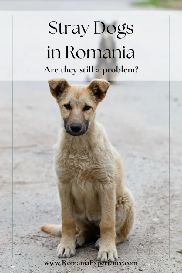 Stray Dogs in Romania Pinterest Pin