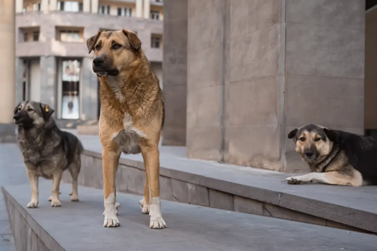 bunch of sterilized stray dogs in Romania
