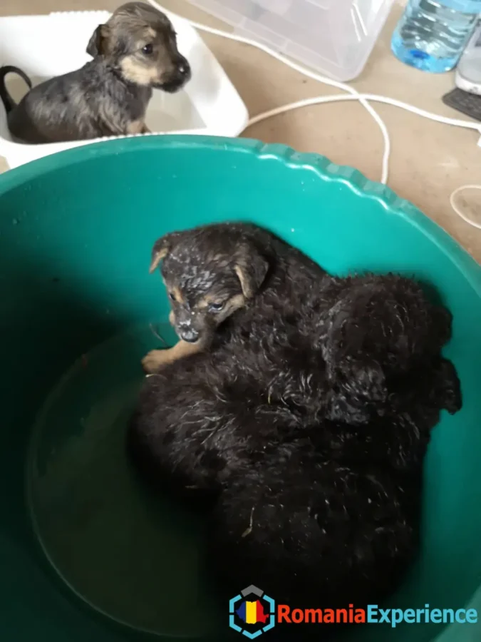 washing those puppies