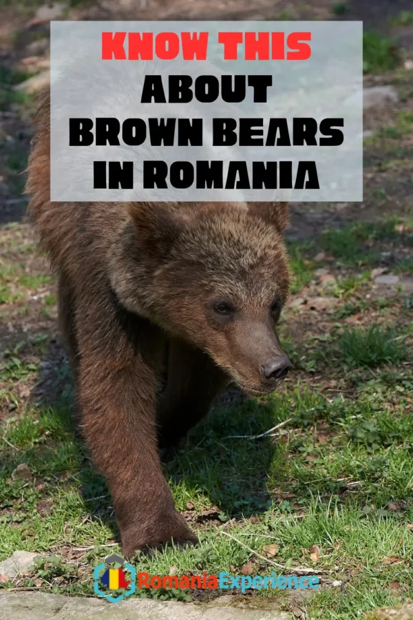 Brown Bears in Romania PIN