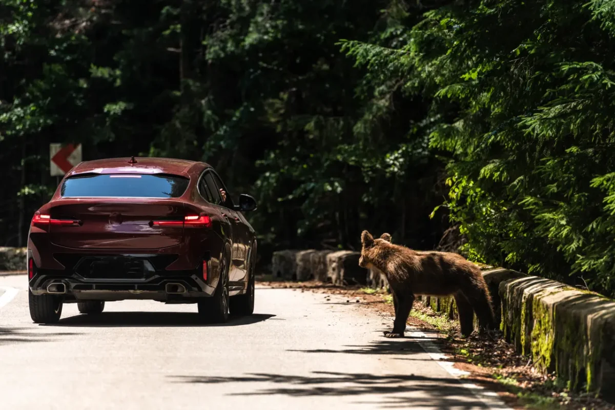 Wild Bear Encounter on Transfagarasan Road in Romania