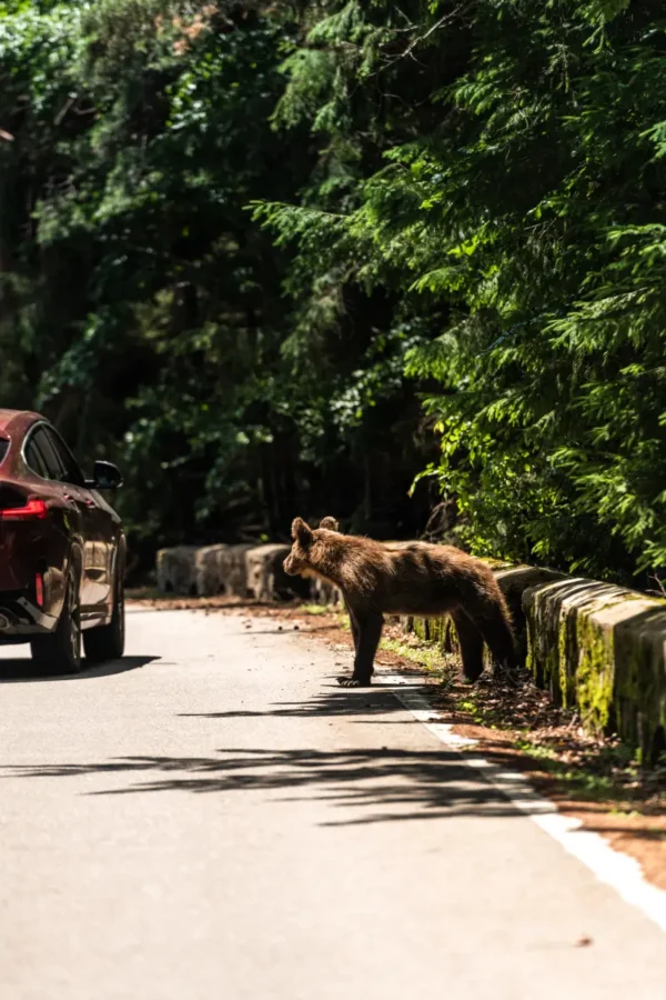 brown bear on a road in Romania