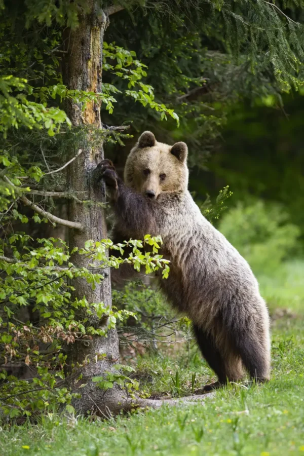 Brown bear in Romania