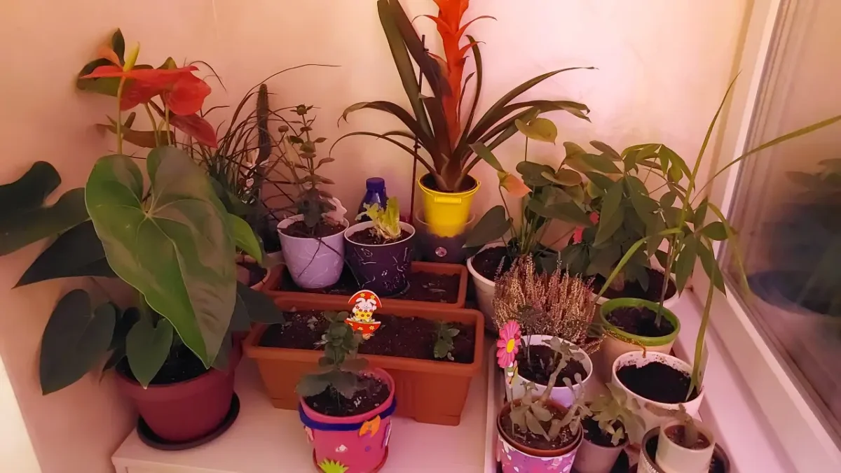 my balcony garden
