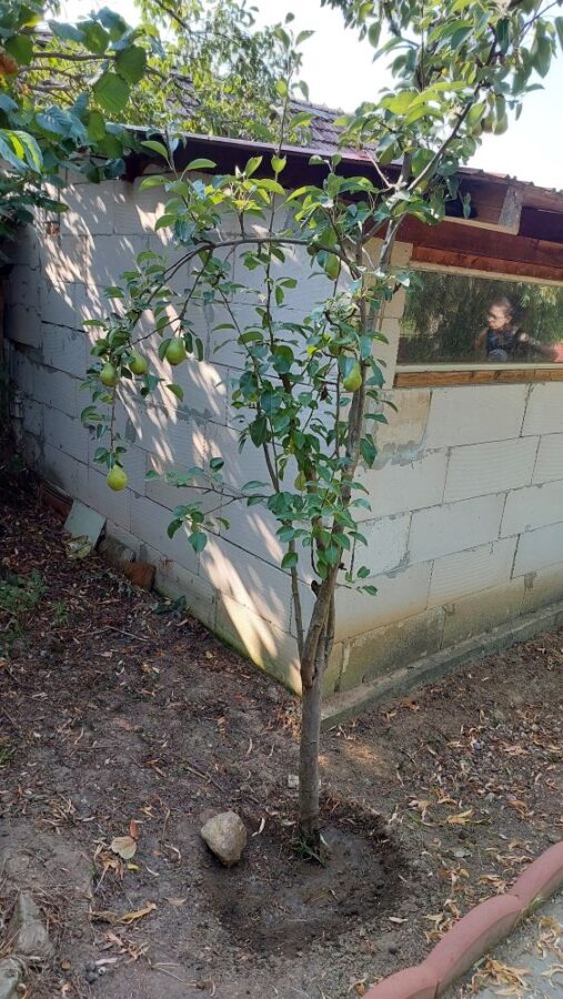 Small Pear Tree
