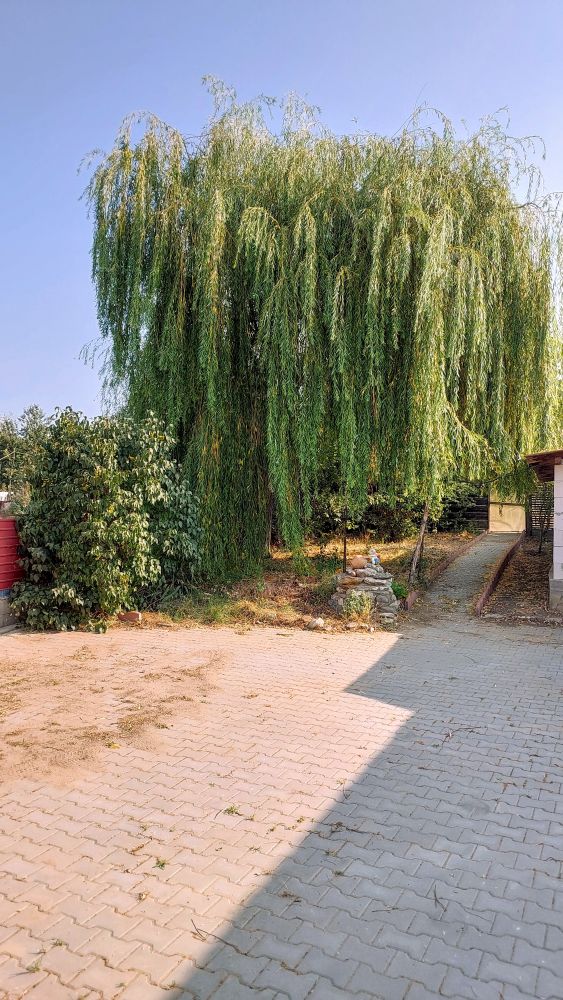 better looking willow tree