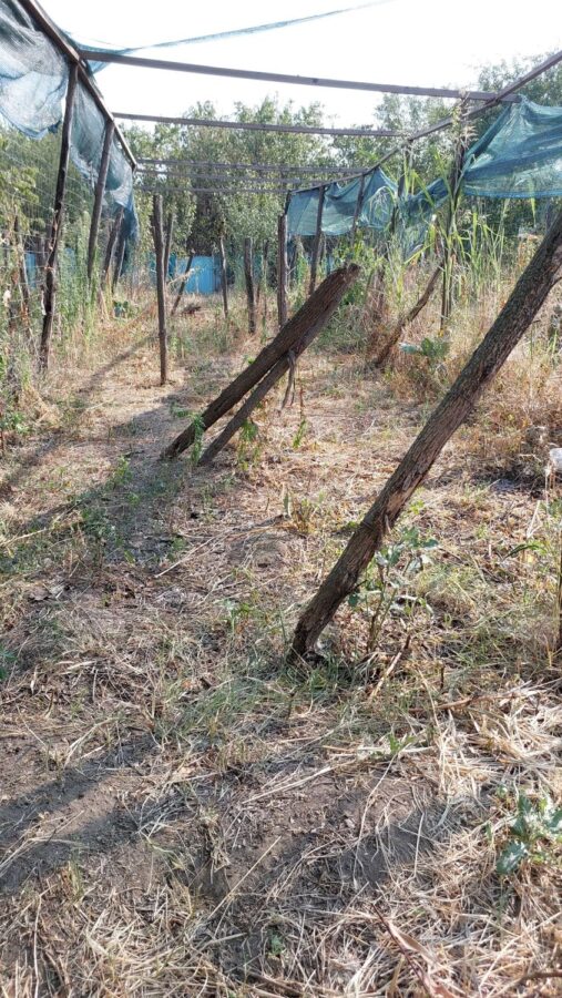 garden destroyed