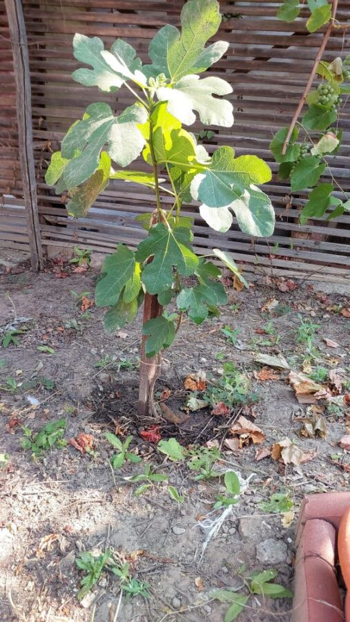 growing fig tree