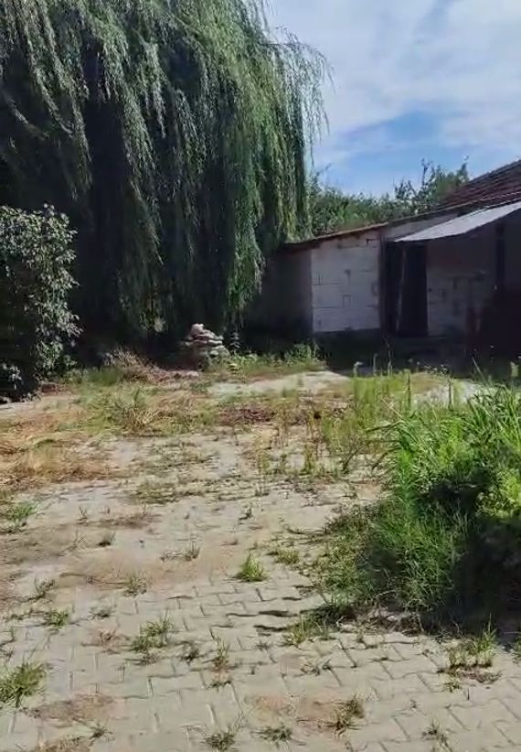 overgrown weeds