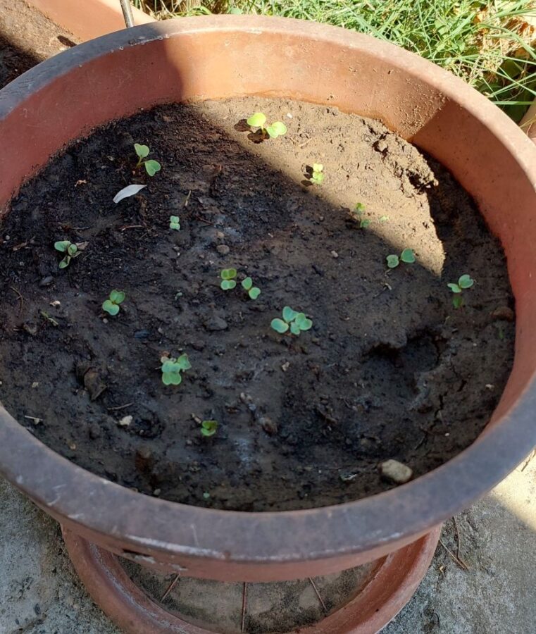 sprouted radishes