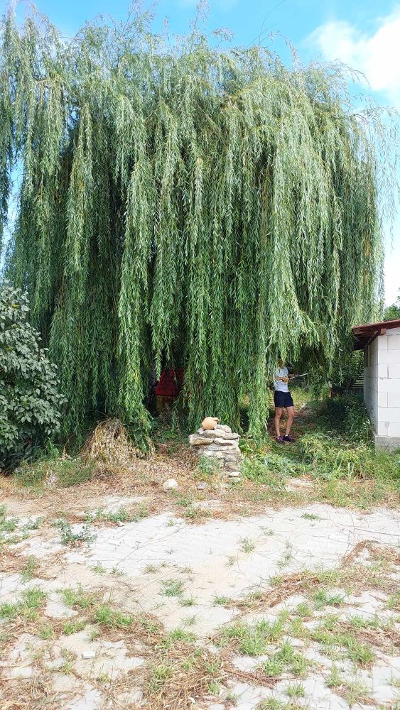 wife cutting down the willow tree
