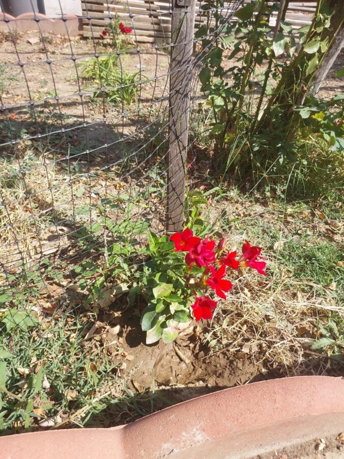 life prevails