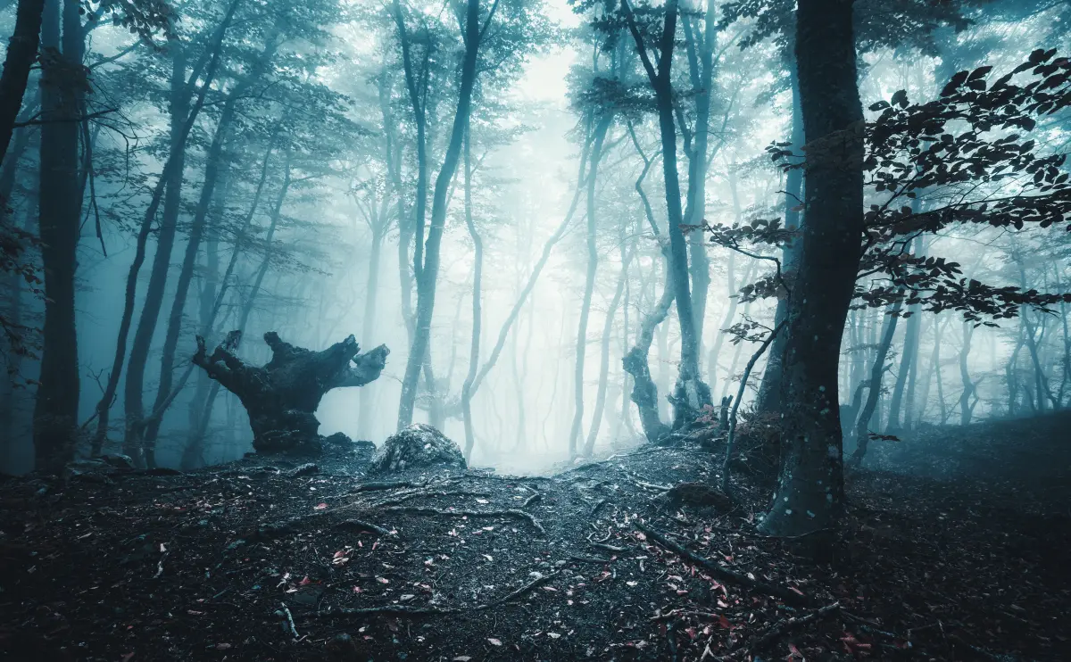 haunted forest in Cluj Napoca