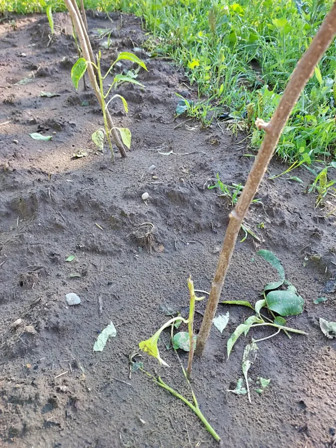 Peppers destroyed by hail