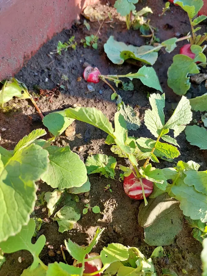 Radishes destroyed by hail