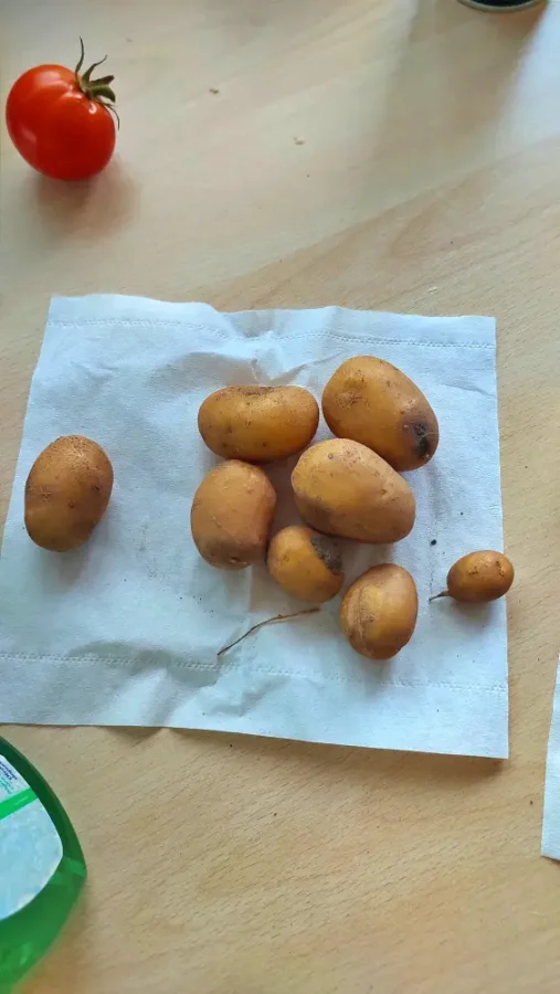 a few of my potatoes and one tomato
