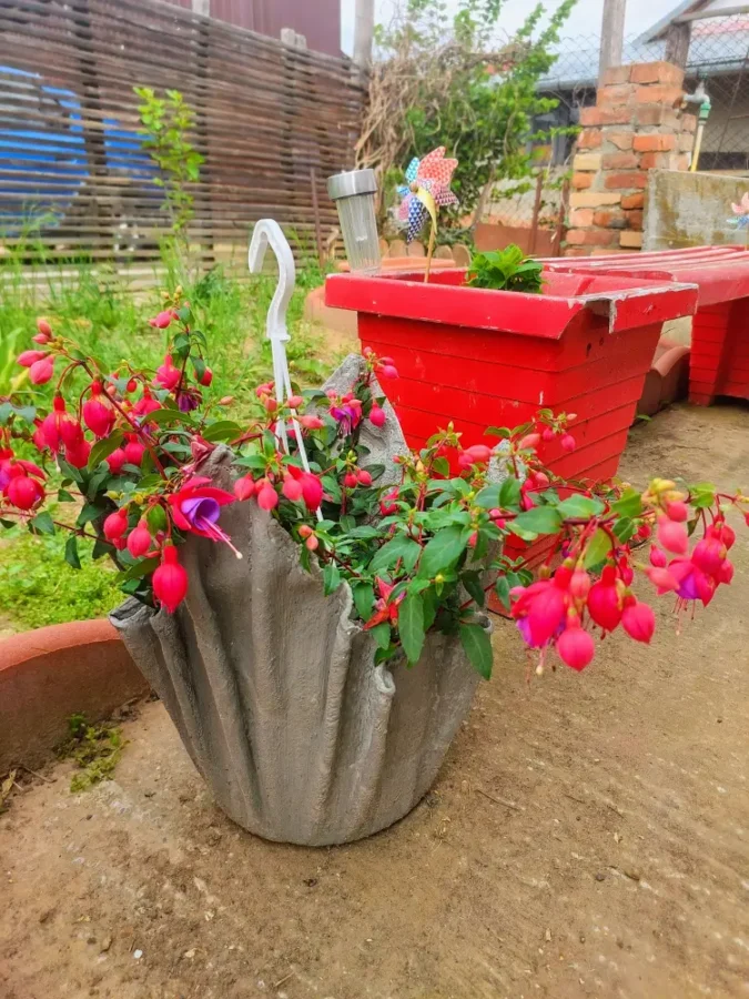 beautiful flower at the village house