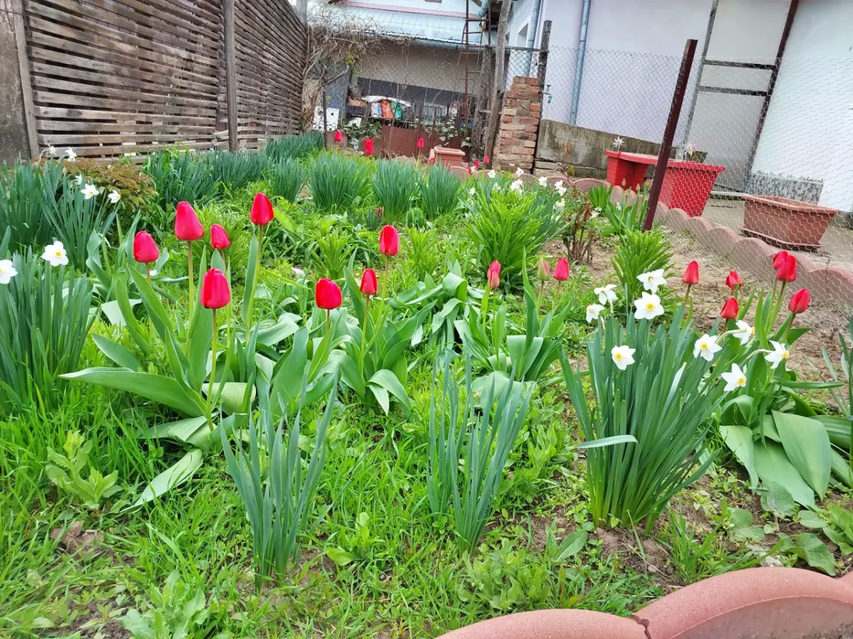 flowers from my village house