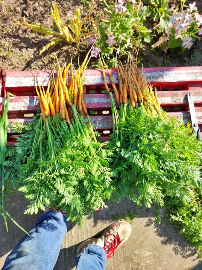 harvested carrots
