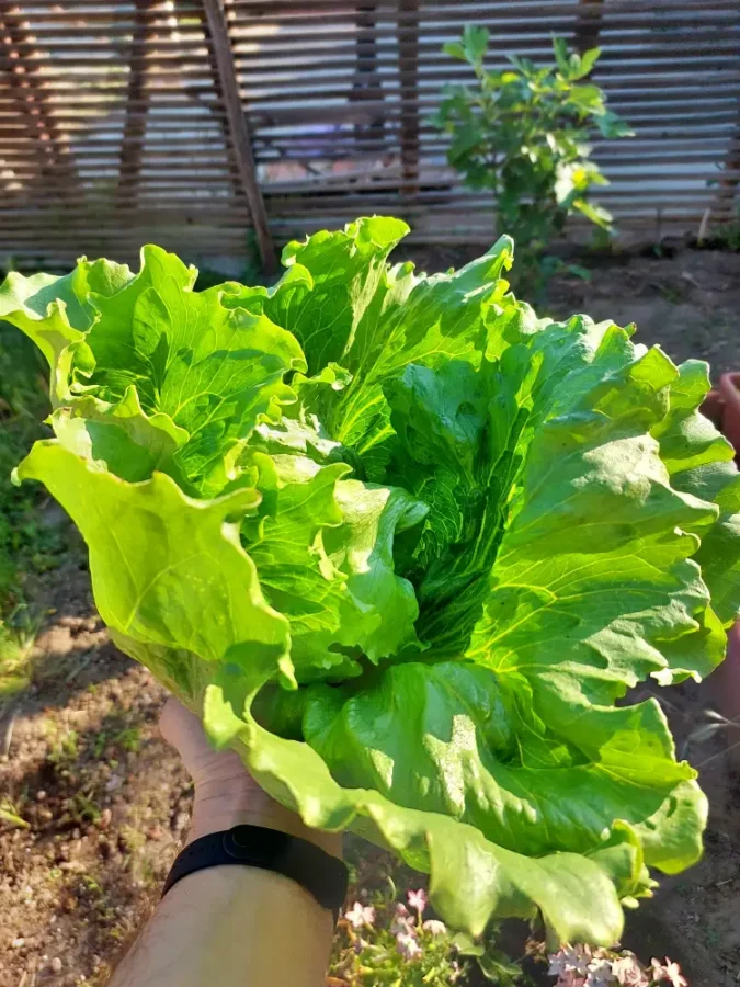 huge freshly harvested lettuce